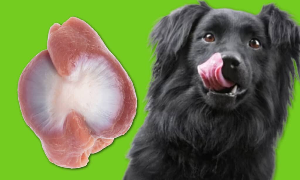 Can Dogs Eat Chicken Gizzards? Health Benefits & Considerations