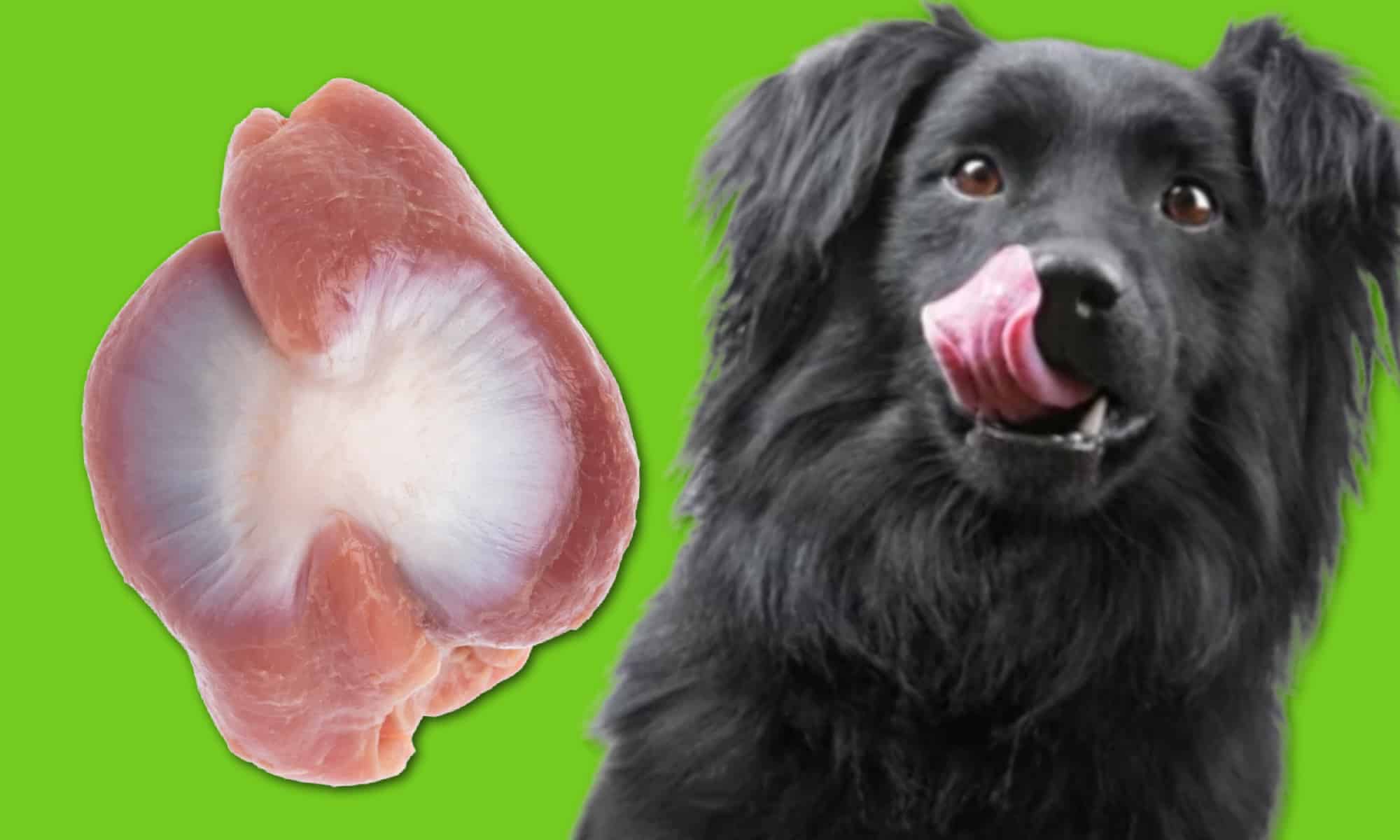 Can Dogs Eat Chicken Gizzards? Health Benefits & Considerations 