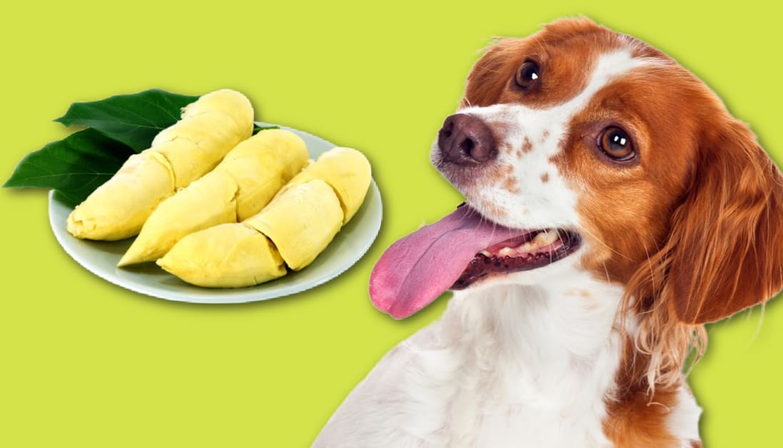 can-dogs-eat-durian-fruit-pretty-pets-kennel