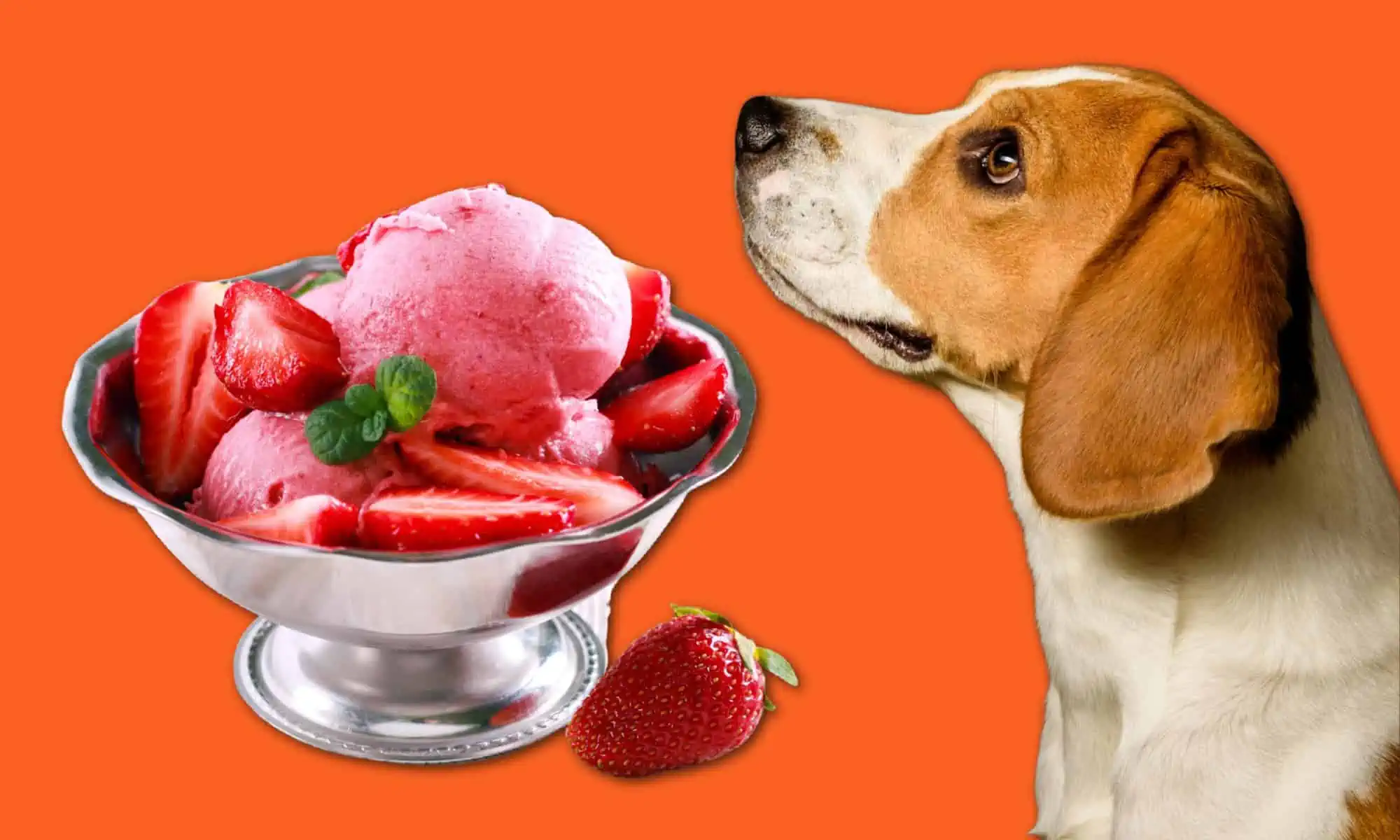 View of Can Dogs Eat Strawberry Ice Cream? Find Out Now!