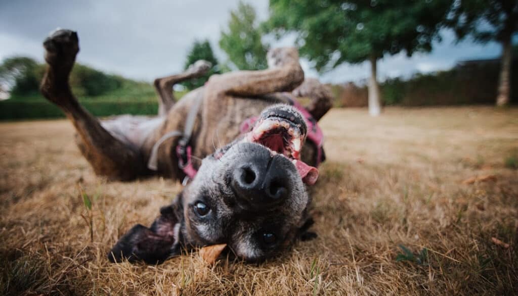 can-dogs-eat-durian-exotic-fruits-and-canine-dietary-needs