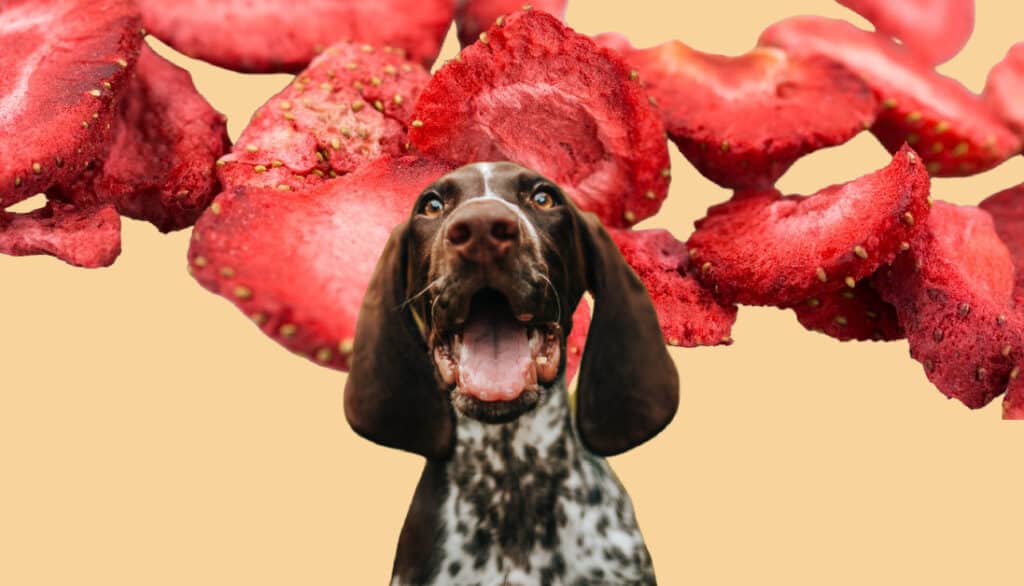 can-dogs-eat-freeze-dried-strawberries-berry-important