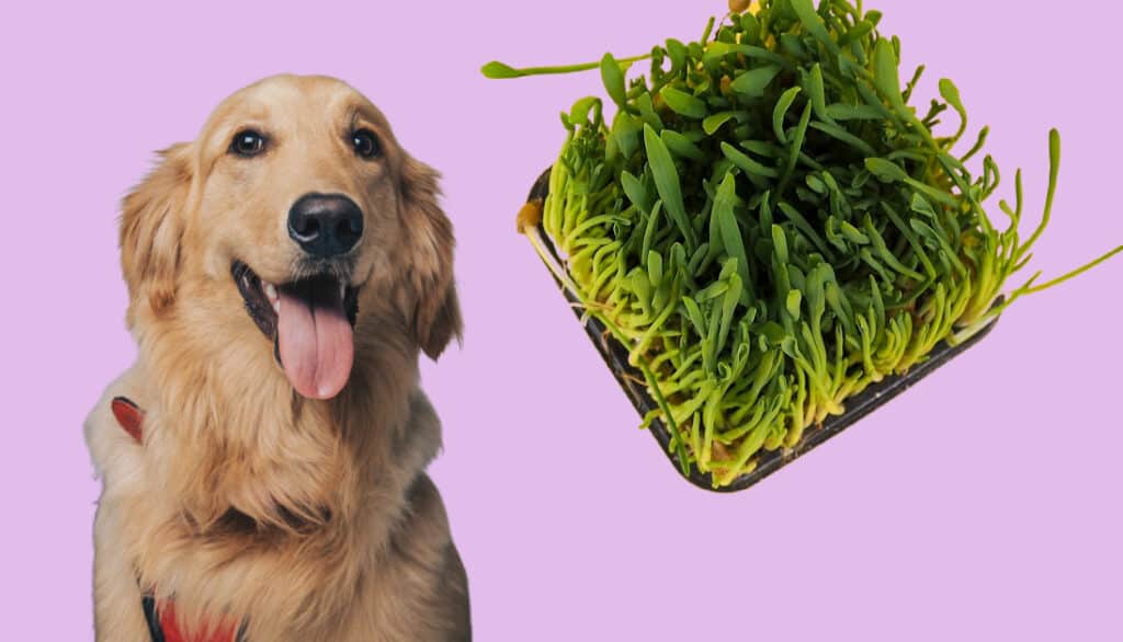 can-dogs-eat-cat-grass-green-cuisine-considerations