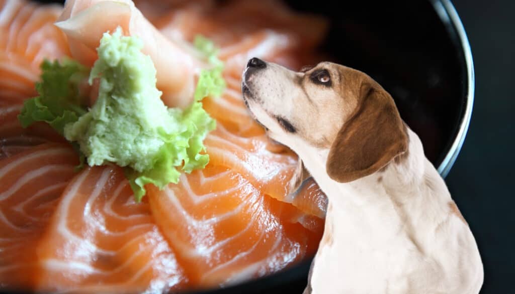 Can Dogs Eat Wasabi? Unraveling the Truth about This Spicy Treat