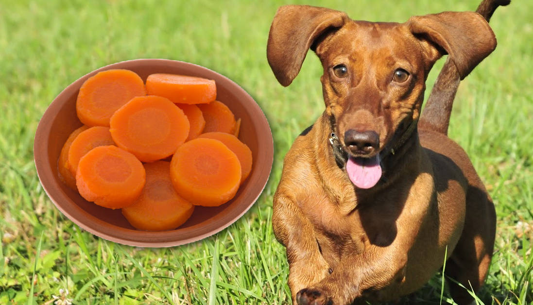 Can Dogs Eat Canned Carrots? Digging into the Details