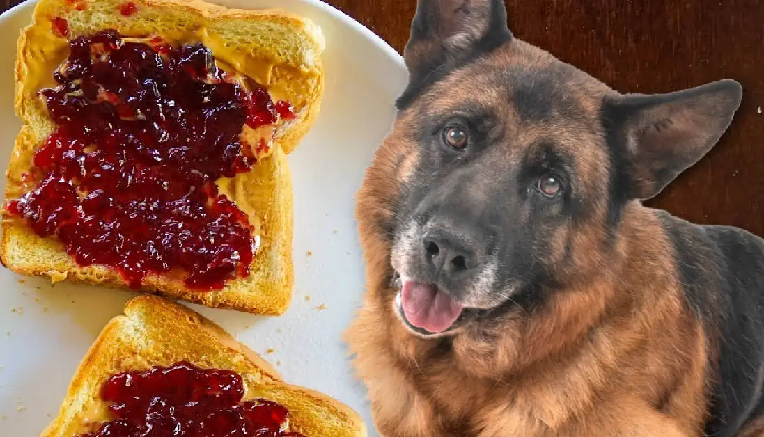 Picture of Can Dogs Eat Peanut Butter and Jelly? A Classic Combo