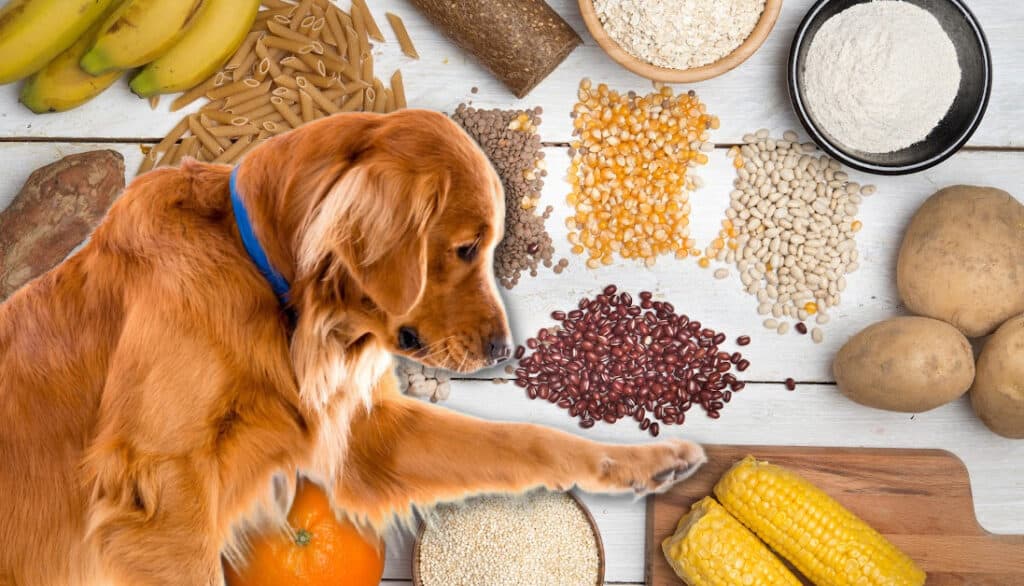 The Carbohydrate Conundrum: What Every Dog Owner Needs - Carbohydrate Restriction In Dogs