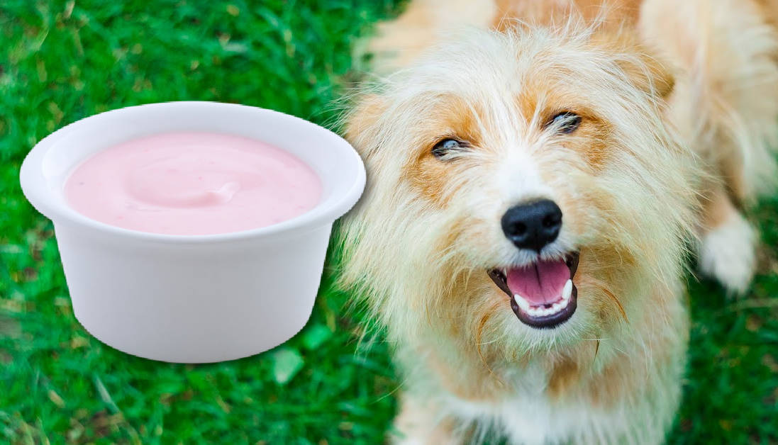 Picture of Can Dogs Eat Custard? Delightfully Sweet Treats for Your Dog