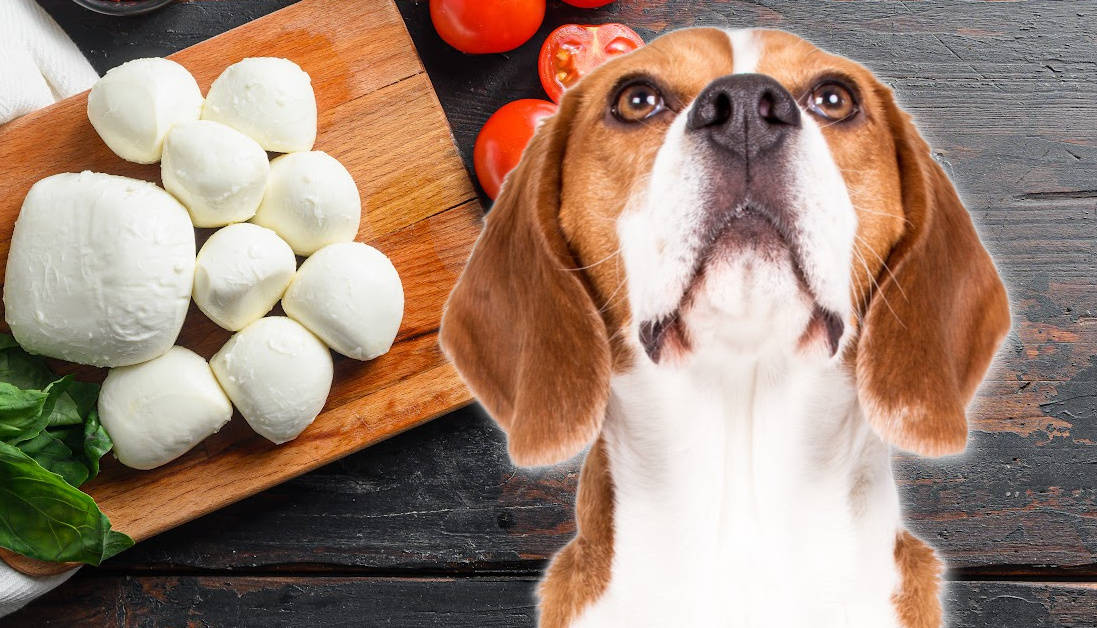 can-dogs-eat-mozzarella-cheese-a-comprehensive-guide