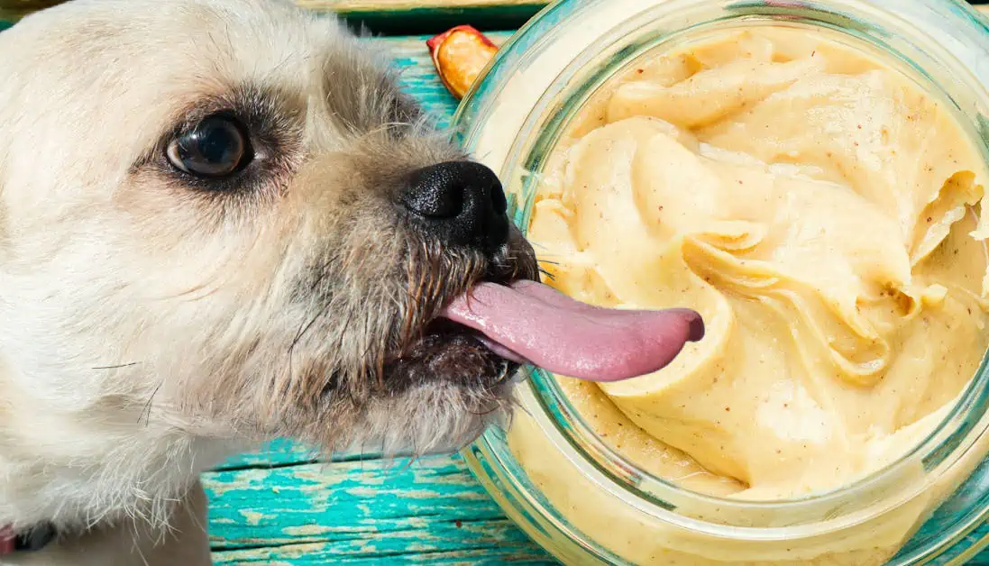 View of Can Dogs Eat Peanut Butter? Expert Vet Insights on Peanut Butter for Pups