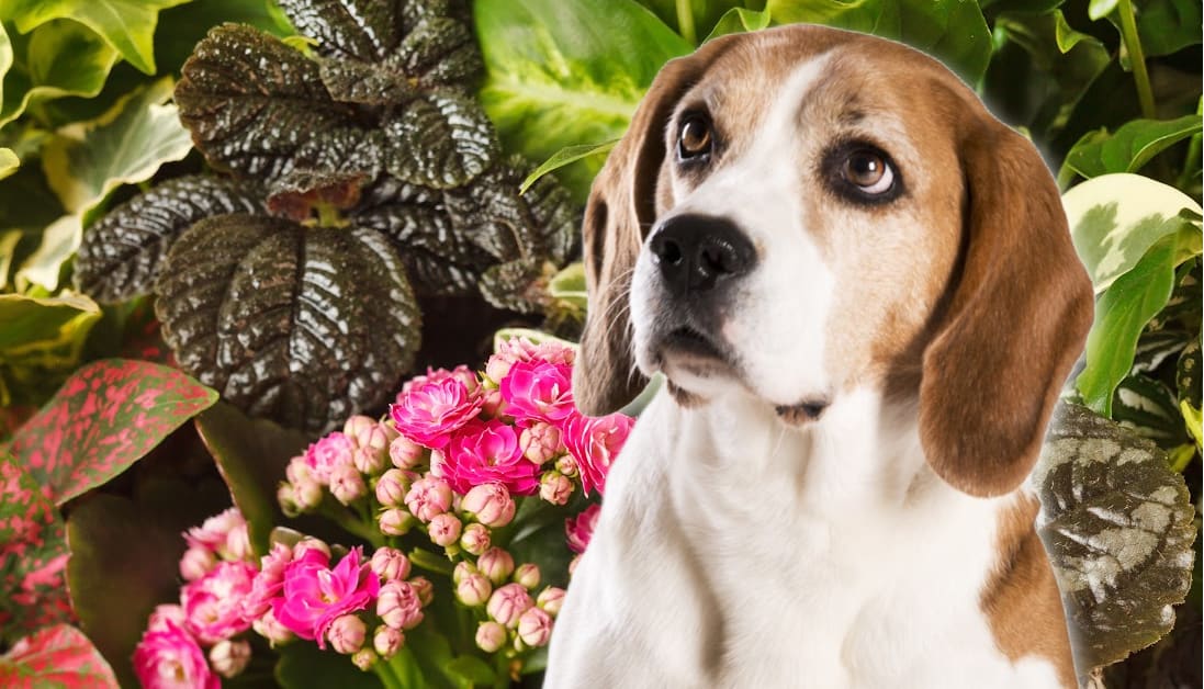 Dog-Friendly Plants: A Comprehensive Guide to What’s Safe and What’s Not