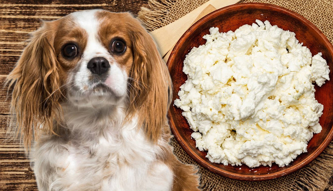 Can Dogs Eat Ricotta Cheese? Cheesy Considerations