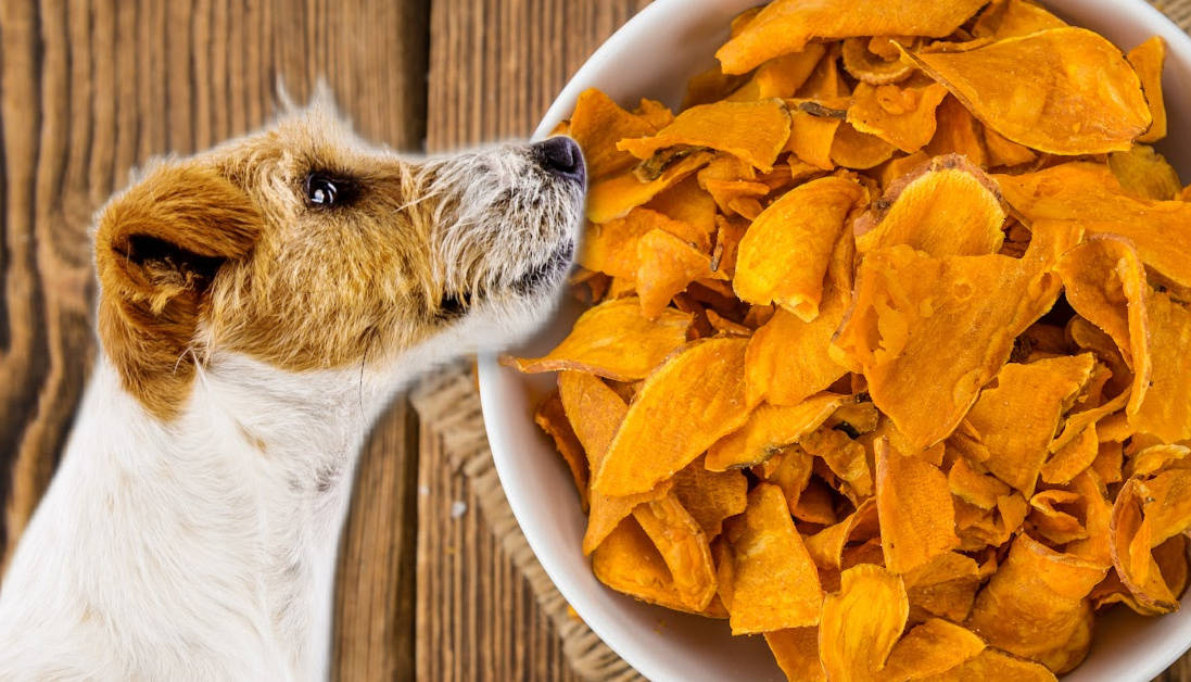 Can Dogs Eat Sweet Potato Chips