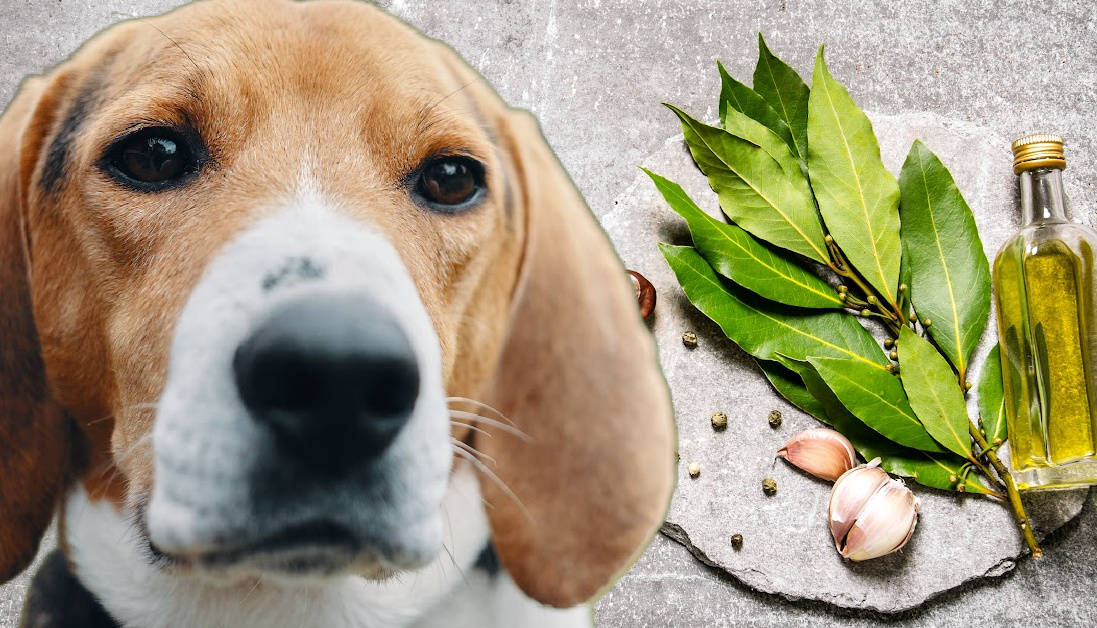 can-dogs-eat-bay-leaves-veterinary-tips-on-toxic-foods-for-dogs