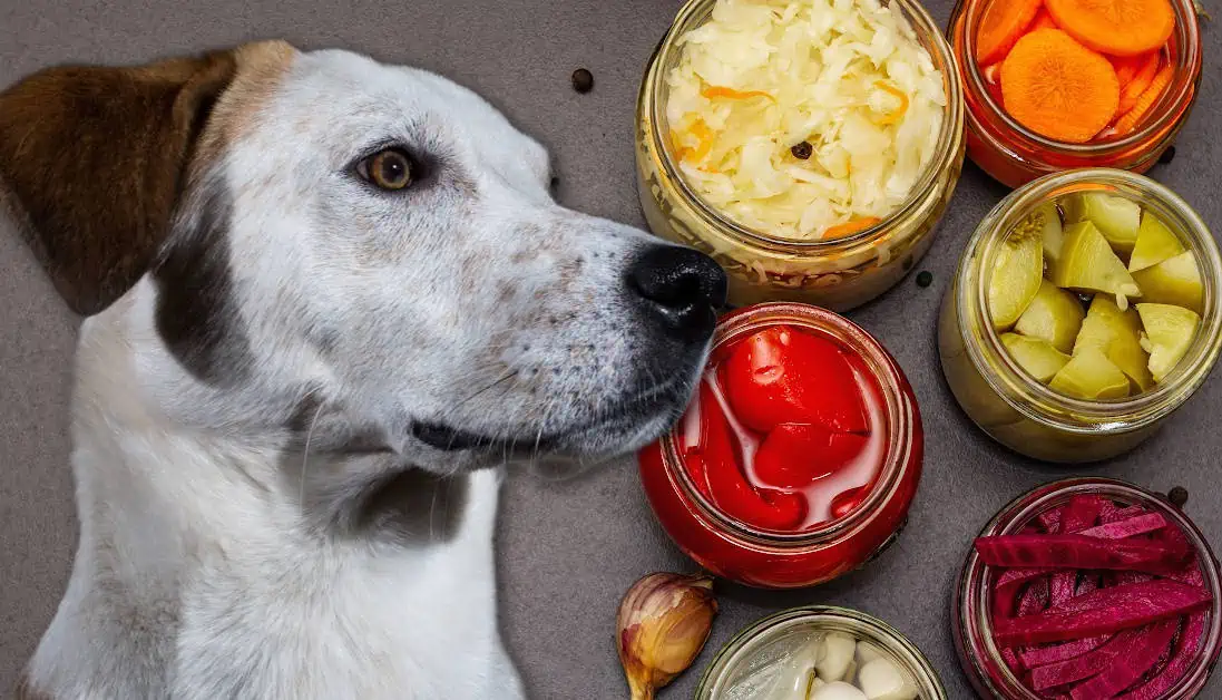 Snapshot of Dogs Eating Fermented Apple Risk