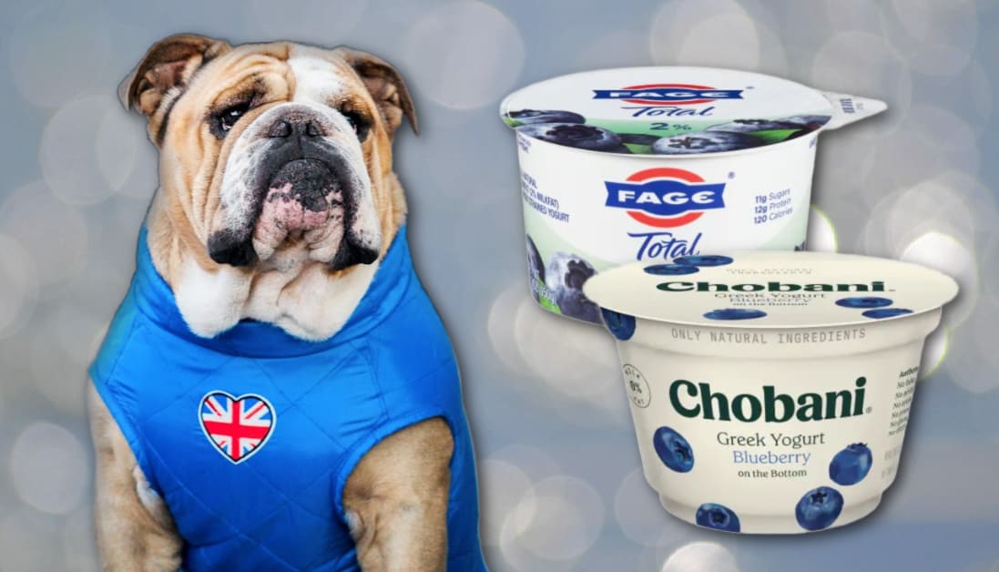 Can Dogs Eat Flavored Greek Yogurt? A Vet's Guide to Flavored Dairy
