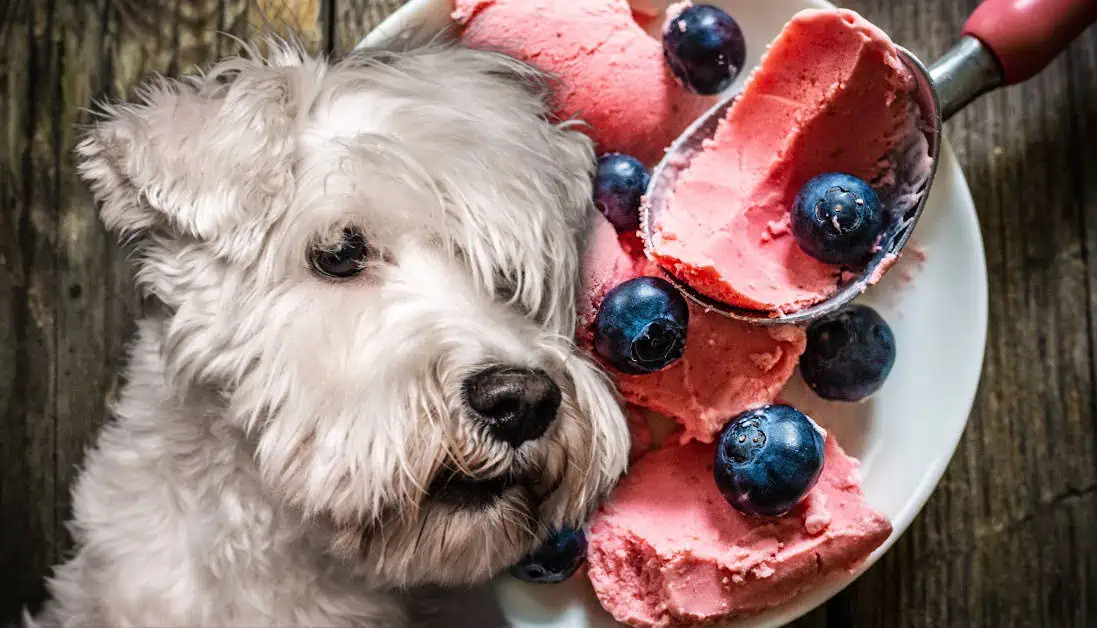 Illustration of Can Dogs Eat Frozen Grapes With Yogurt Daily