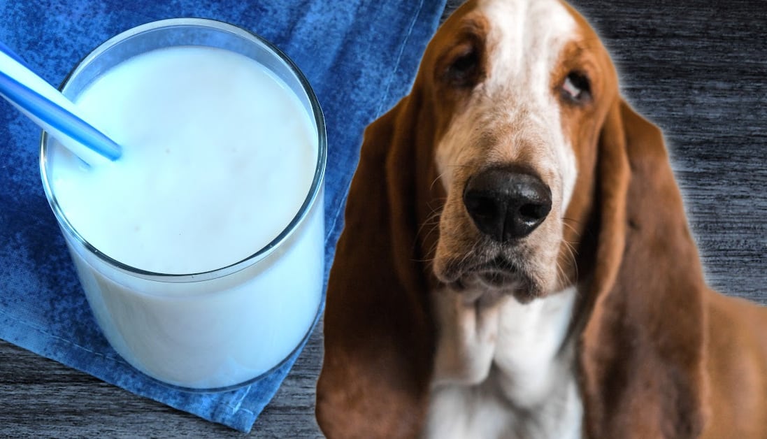Can Dogs Have Kefir? The Vet's Take on This Probiotic Powerhouse - Can Dogs Have Apples With Kefir
