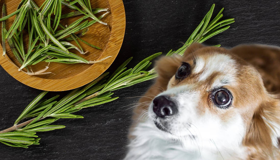 View of Can Dogs Have Rosemary? Expert Vet Insights on Safe Herbs for Dogs