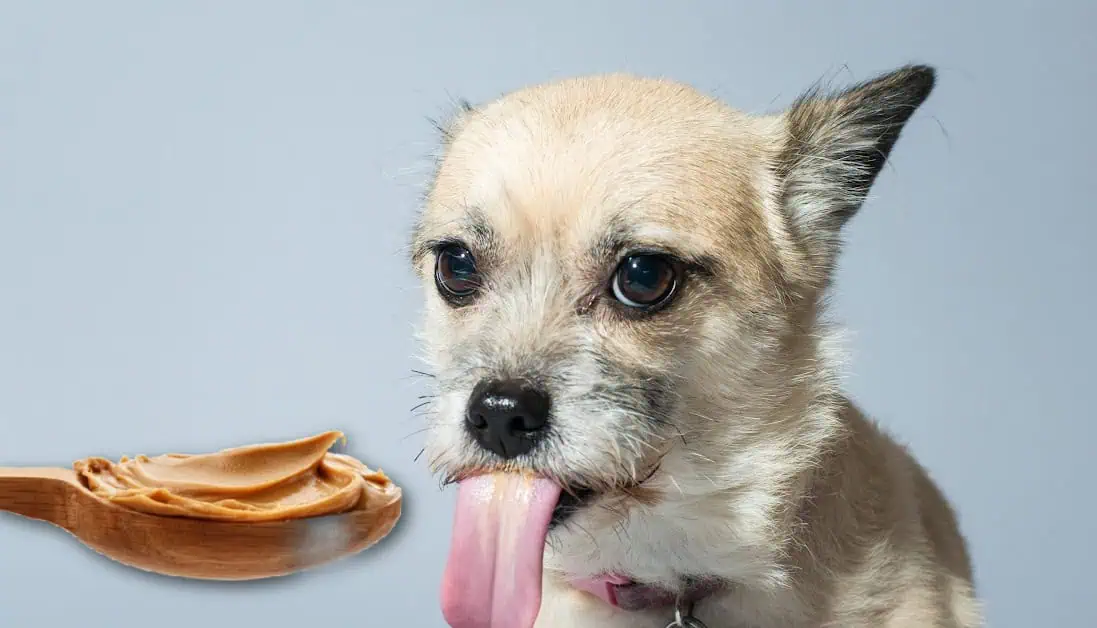 Image showcasing Making Medication Time Enjoyable with Nut Butters for Dogs