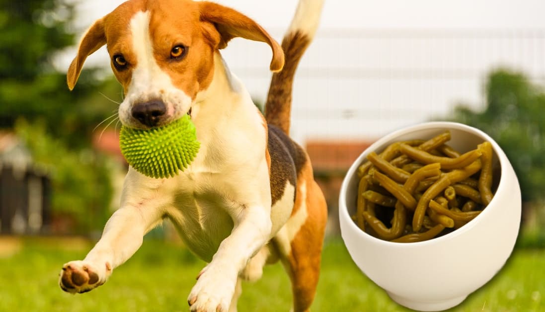 Illustration of Can Dogs Eat Potted Plants