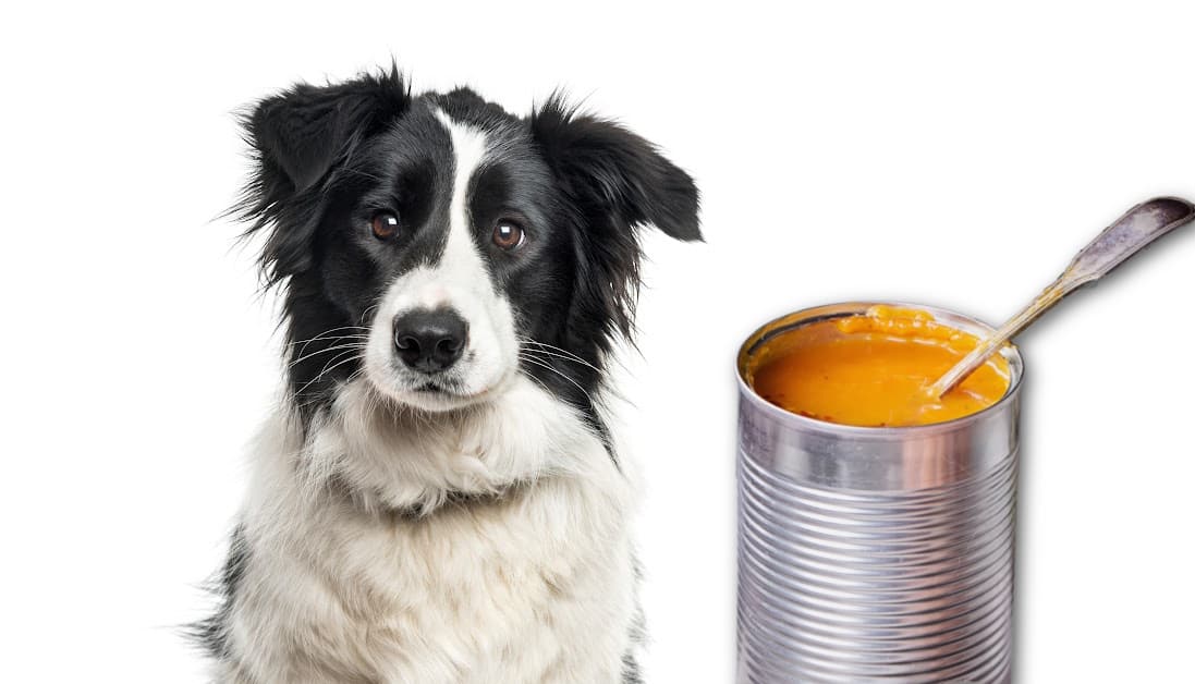 Image showcasing Can Dogs Eat Canned Pumpkin? A Vet's Nutritional Breakdown for Canine ...