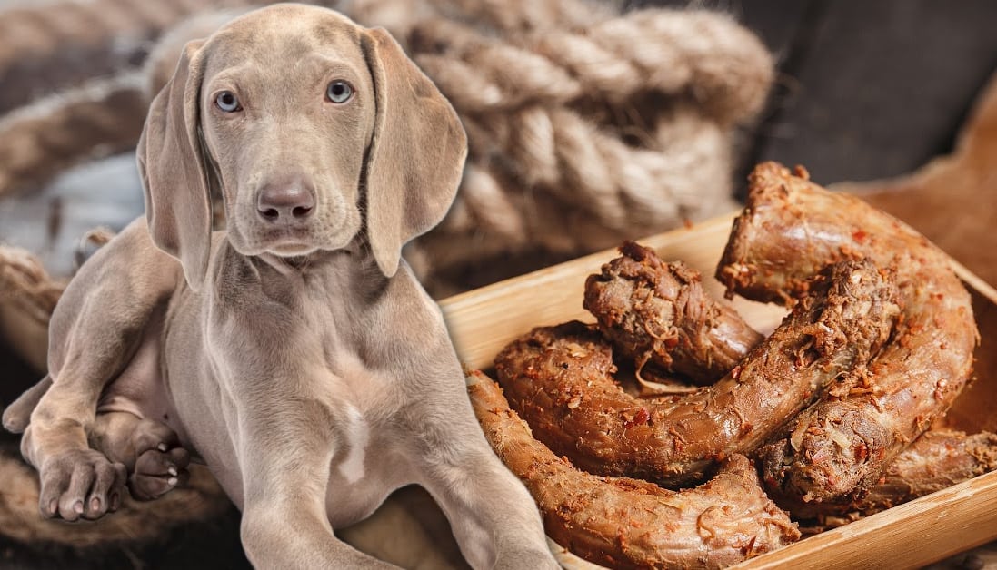 A closer look at Can Dogs Eat Cooked Chicken Necks