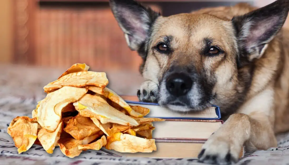 Image showcasing Can Dogs Eat Freeze Dried Apples? A Veterinary Guide to Apple Treats ...