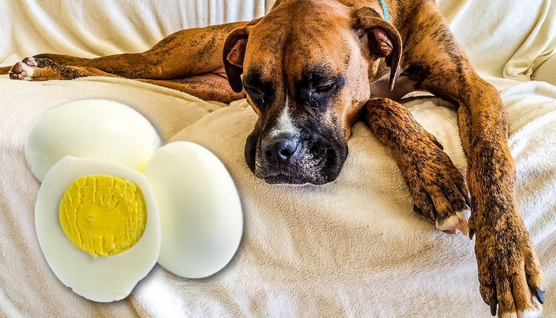 Can Dogs Eat Hard Boiled Eggs? Decoding the Myths with Veterinary Science