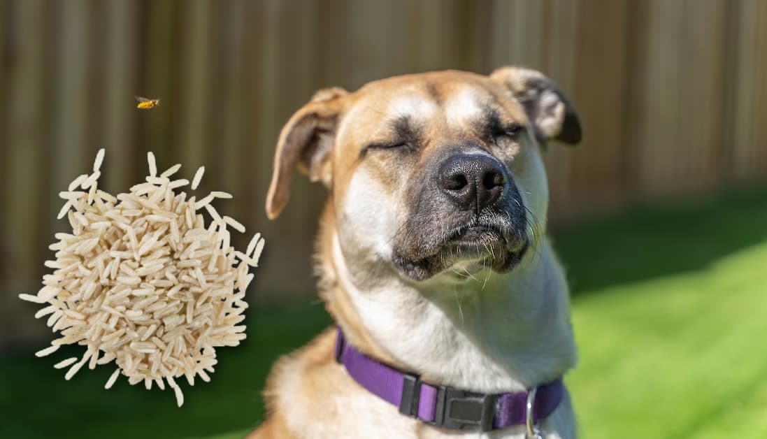 Can Dogs Eat Long Grain Rice? Vet-Approved Recommendations for Dog ...