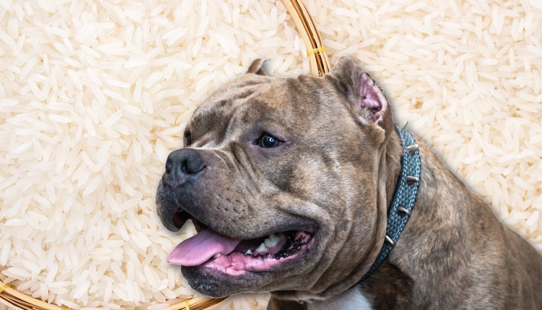 Can Dogs Eat Basmati Rice? Expert Vet Advice on Feeding Your Dog
