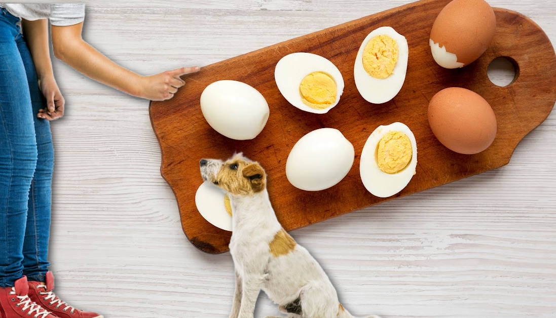 Image showcasing Can Dogs Eat Boiled Eggs with Shell? Vet-Approved Advice on Eggshell ...
