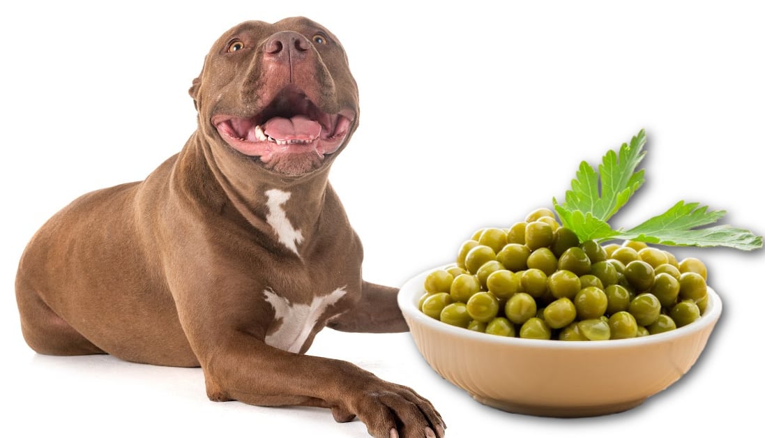 Can Dogs Eat Canned Peas? Veterinarian's Guide to Peas as a Dog's Snack - Can Dogs Eat Potted Plants