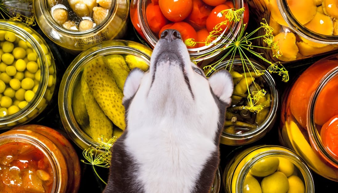 Illustration of Can Dogs Eat Potted Plants