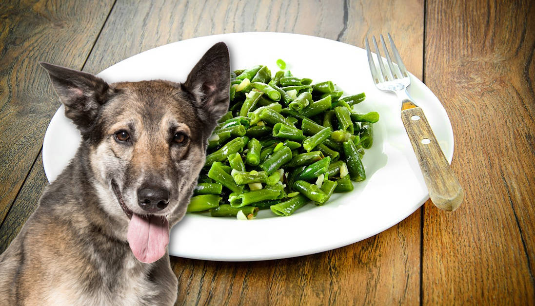 Snapshot of Can Dogs Eat Cooked Green Beans With Almond Butter