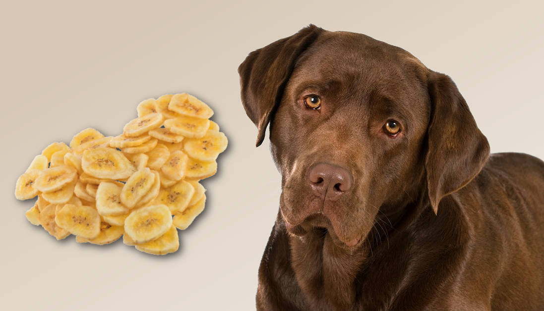 Picture of Can Dogs Eat Dried Banana Chips? Safe Snacking Tips by a Vet