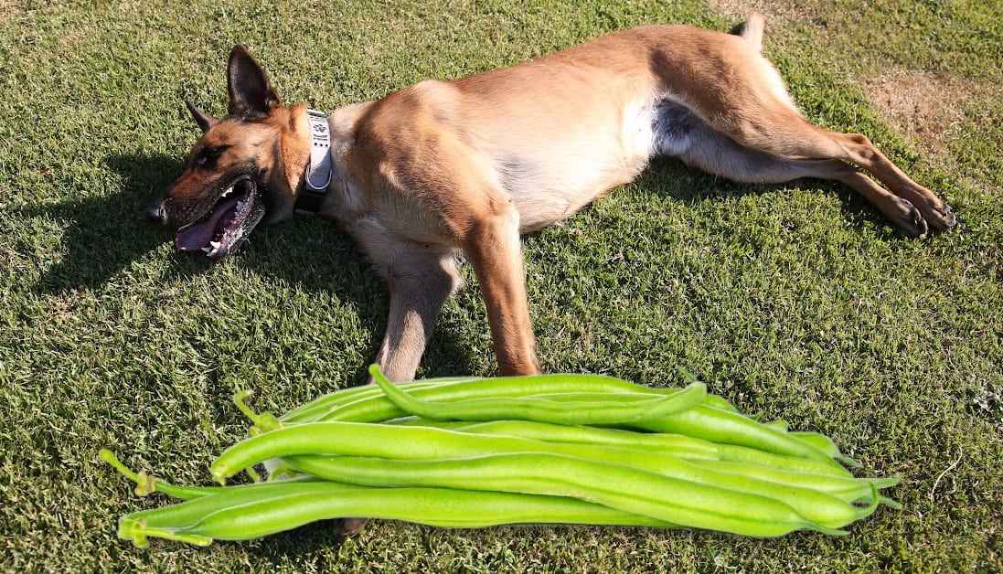 View of Can Dogs Eat Raw Green Beans? Veterinary Advice on Raw Diets for Dogs