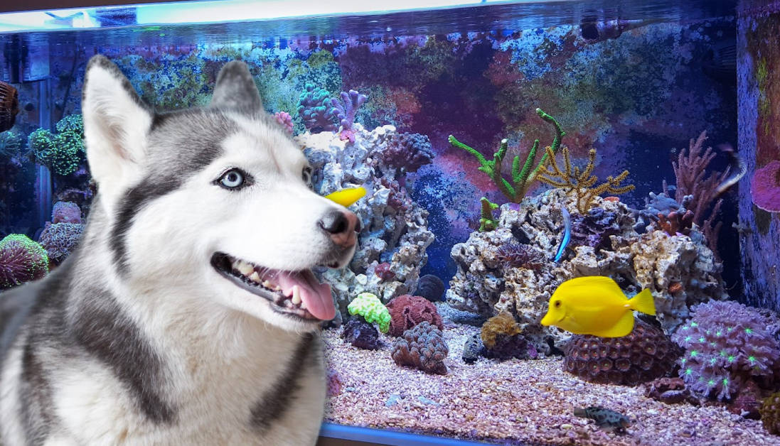 Image showcasing The effects of interacting with fish in aquariums on human health and ...